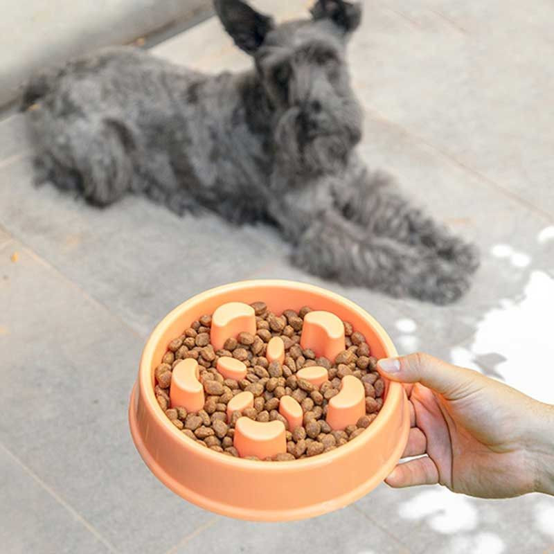 Scotty découvre sa nouvelle gamelle d'alimentation