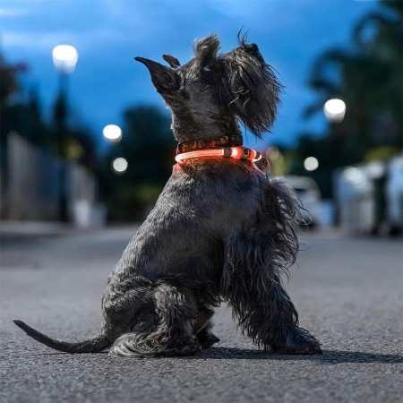PETLUX : Collier à LED Lumineux et Réglable pour Animaux