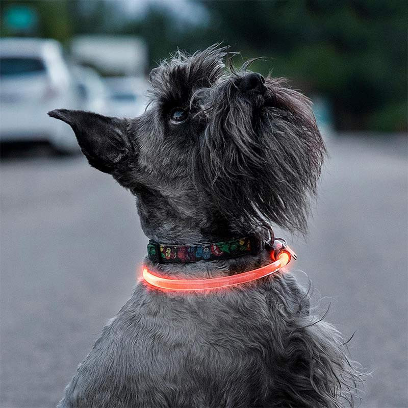 PETLUX : Collier à LED Lumineux et Réglable pour Animaux