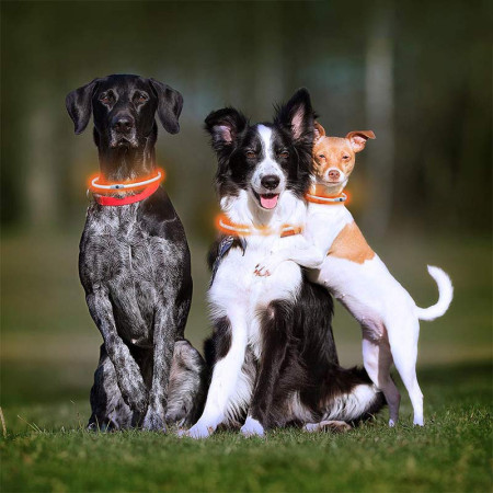 PETLUX : Collier à LED Lumineux et Réglable pour Animaux