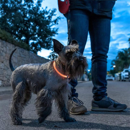PETLUX : Collier à LED Lumineux et Réglable pour Animaux