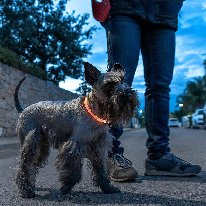 PETLUX : Collier à LED Lumineux et Réglable pour Animaux