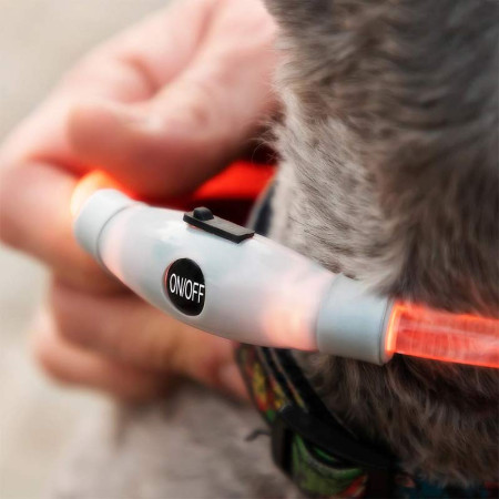 PETLUX : Collier à LED Lumineux et Réglable pour Animaux