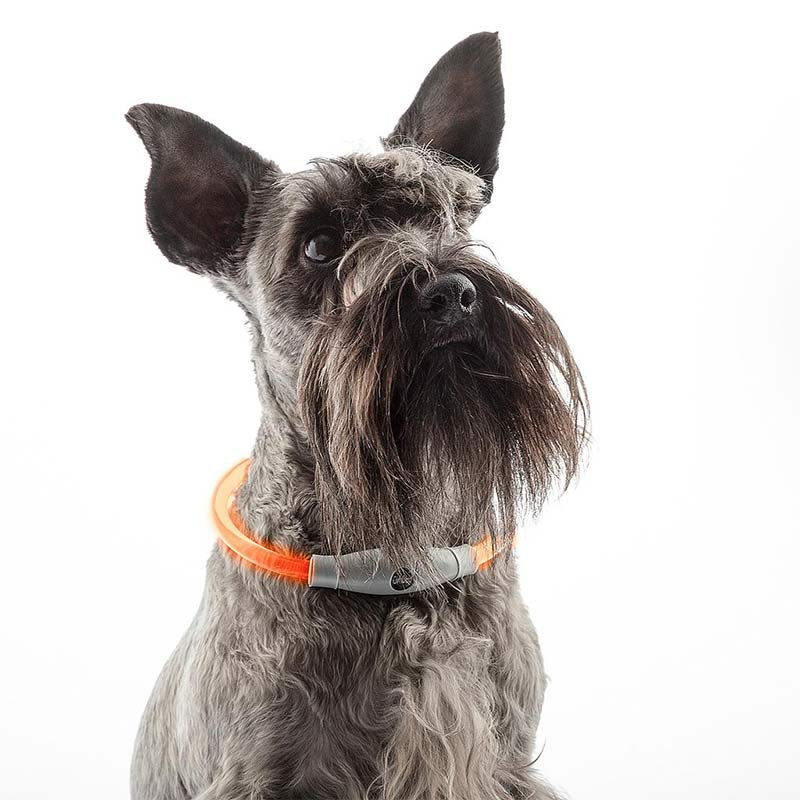 PETLUX : Collier à LED Lumineux et Réglable pour Animaux