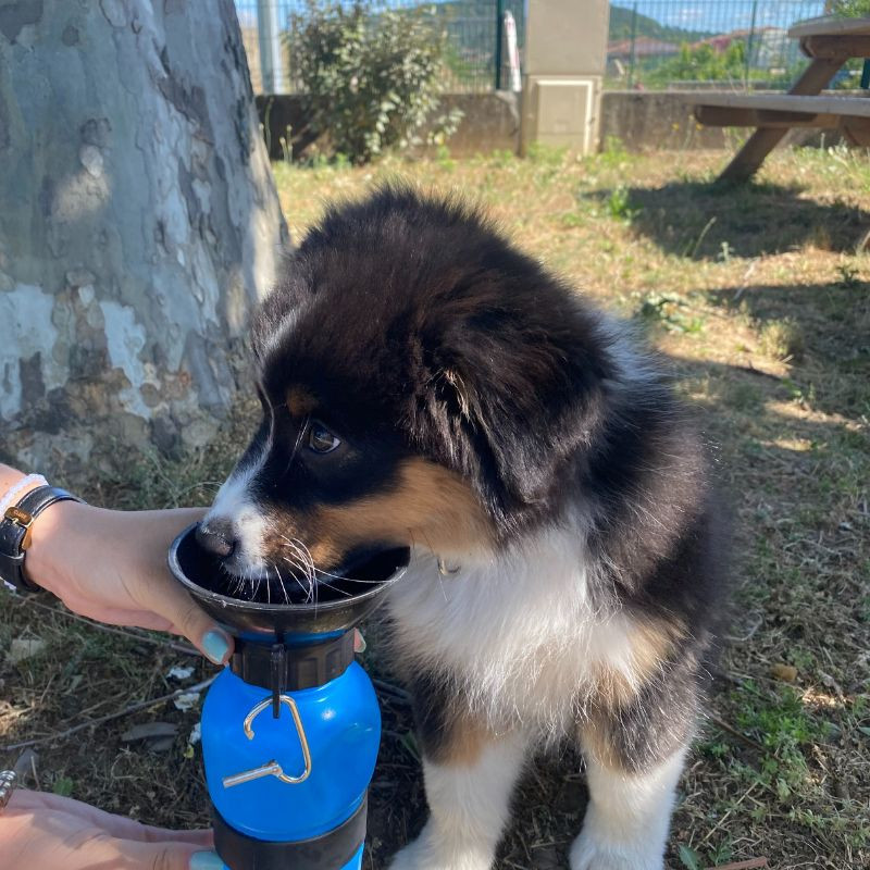 DOGBOTTLE - Bouteille abreuvoir pour chiens