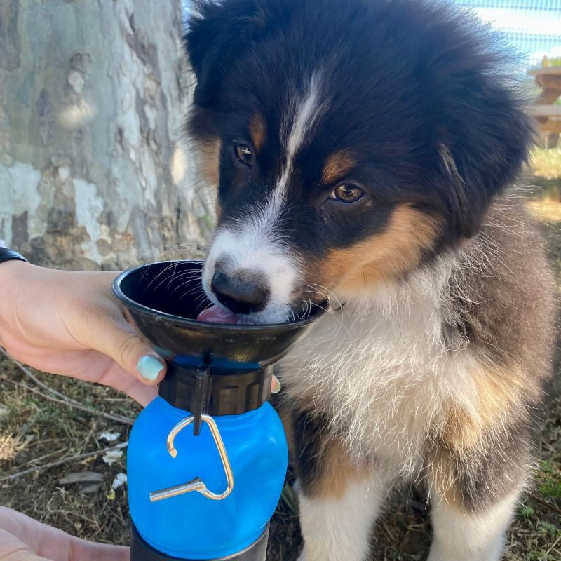 DOGBOTTLE - Bouteille abreuvoir pour chiens