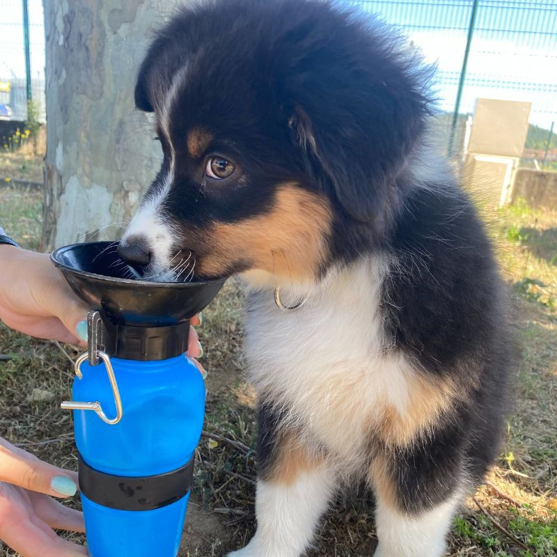 DOGBOTTLE - Bouteille abreuvoir pour chiens