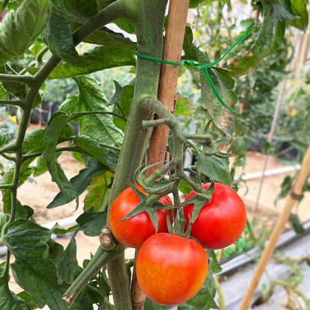 Fil Torsadé Vert 100M de Jardin avec Coupeur - Idéal pour Entretenir les Plantes, Arbustes et Autres Végétaux