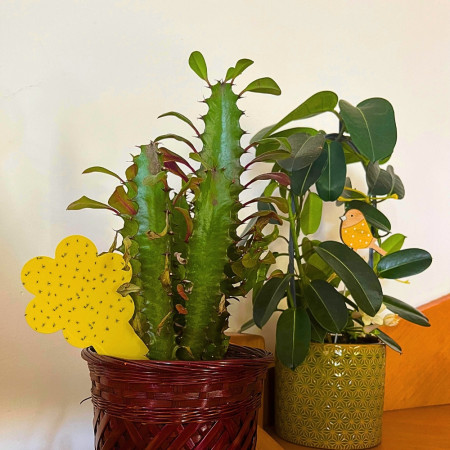 Pack de 30 Pièges Attrape Moucherons et Mouches pour Plantes Intérieures ou Extérieures