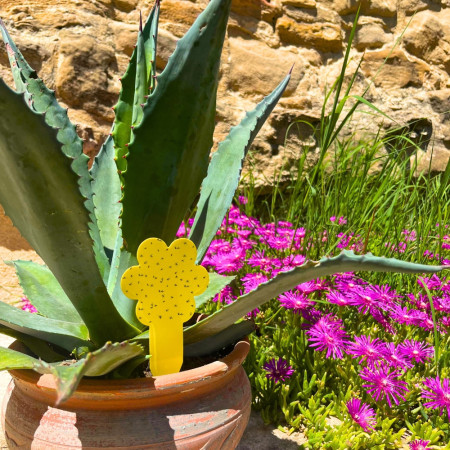 Pack de 30 Pièges Attrape Moucherons et Mouches pour Plantes Intérieures ou Extérieures