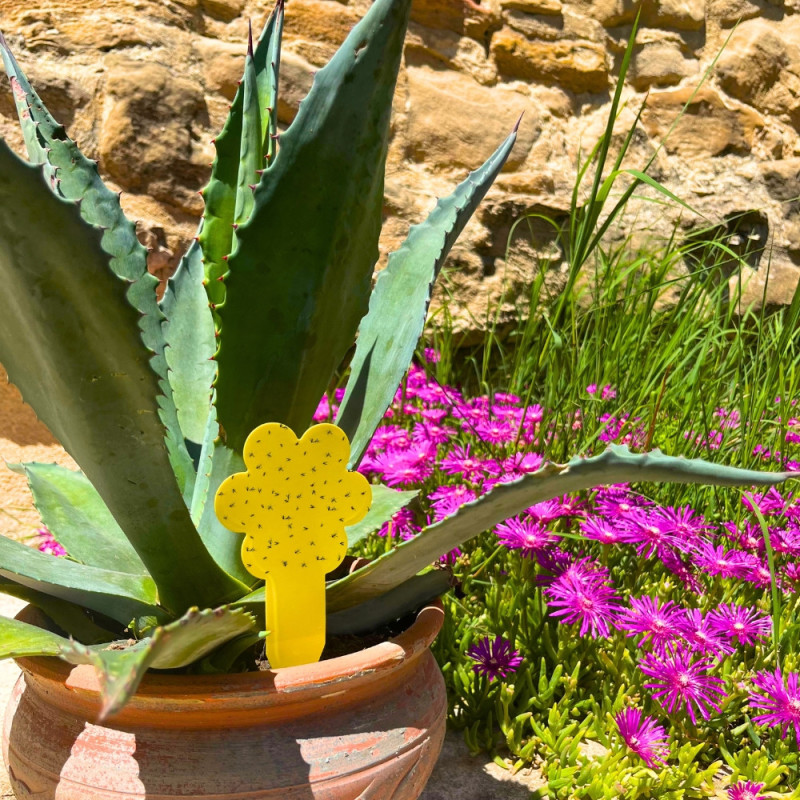 Pack de 30 Pièges Attrape Moucherons et Mouches pour Plantes Intérieures ou Extérieures