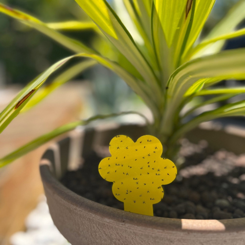 Pack de 30 Pièges Attrape Moucherons et Mouches pour Plantes Intérieures ou Extérieures