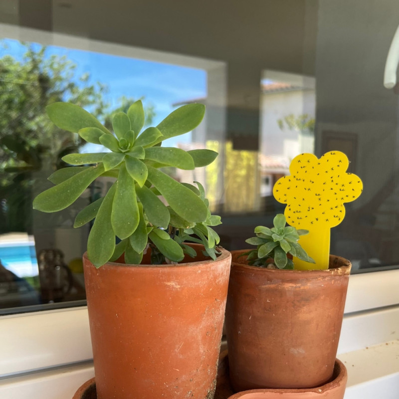 Pack de 30 Pièges Attrape Moucherons et Mouches pour Plantes Intérieures ou Extérieures