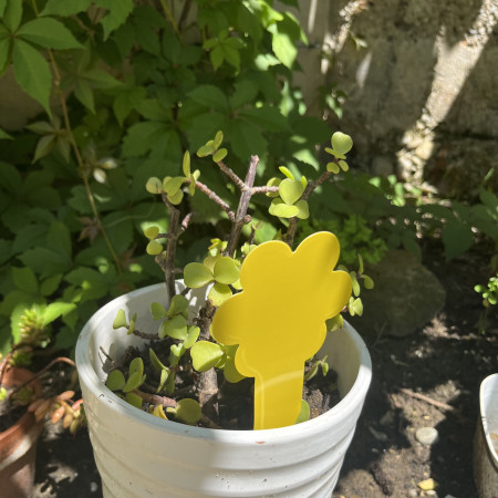 Pack de 30 Pièges Attrape Moucherons et Mouches pour Plantes Intérieures ou Extérieures