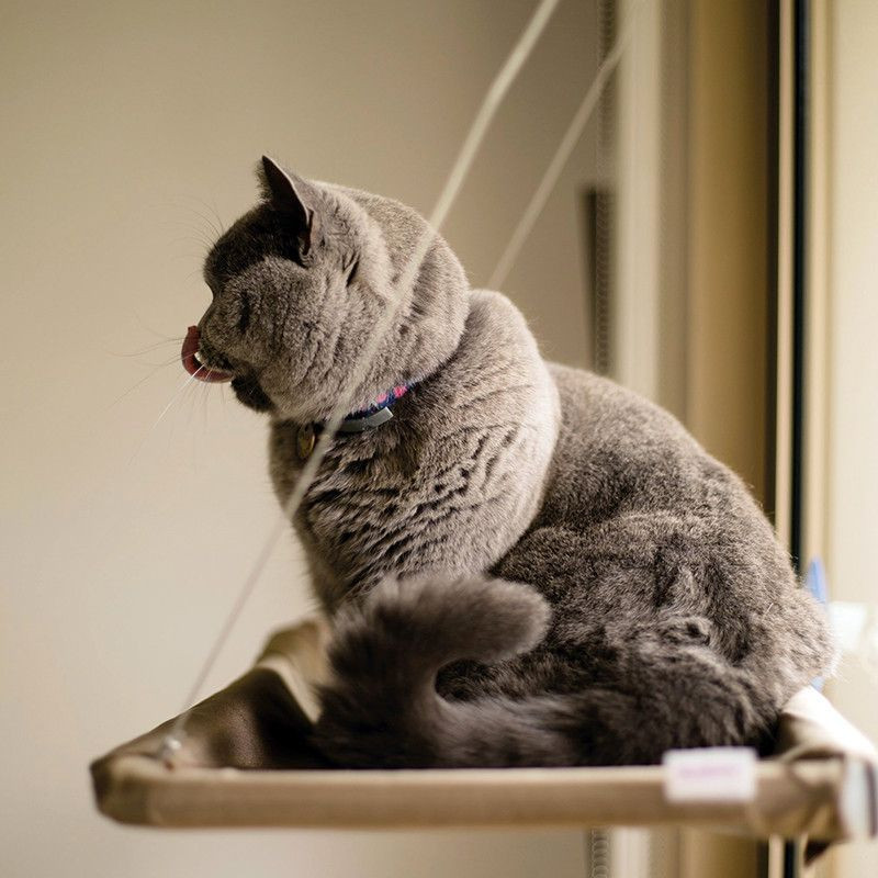 CAT BED : Hamac de Fenêtre pour Chat